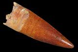 Spinosaurus Tooth - Beautiful Preservation! #98218-1